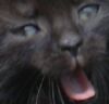 Ziew